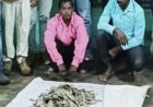 वन्यजीव तस्करी मामले में विभाग की बड़ी कार्रवाई : करोड़ों की पैंगोलिन की स्केल बरामद, दो तस्कर गिरफ्तार