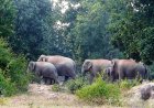 प्रदेश के इस जिले में फिर मंडराया हाथियों का खतरा, 13 गांवों में अलर्ट जारी, घरों में रहने की अपील