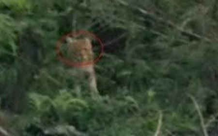 कटघोरा के जंगल में दिखा अलग तरह का जानवर, तेंदुए का शावक या कुछ और, वन विभाग ड्रोन के जरिए कर रहे जांच