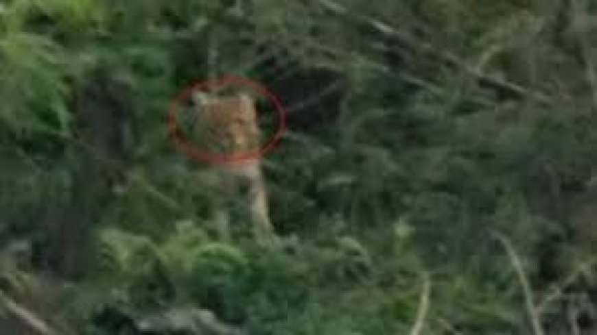कटघोरा के जंगल में दिखा अलग तरह का जानवर, तेंदुए का शावक या कुछ और, वन विभाग ड्रोन के जरिए कर रहे जांच
