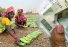 छत्तीसगढ़ तेंदूपत्ता बोनस घोटाला: DFO समेत 14 आरोपियों पर 4500 पन्नों की चार्जशीट दायर