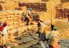 छत्तीसगढ़ को केंद्र से बड़ी सौगात: चावल उपार्जन लक्ष्य 70 से बढ़ाकर 78 लाख मीट्रिक टन