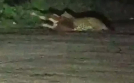 कांकेर के हाउसिंग बोर्ड कॉलोनी में तेंदुए की दहशत : बछड़े पर हमला कर ले ली जान ,इलाके में हड़कंप