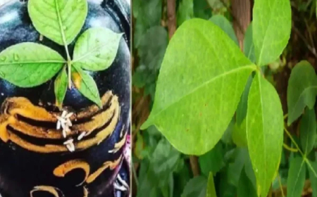 सावन में शिवलिंग पर चढ़ाने के लिए सही बेलपत्र का करें चुनाव, जानें कैसे होने चाहिए बेलपत्र