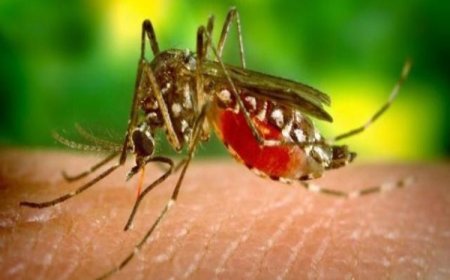 मुख्यमंत्री विष्णु देव साय के नेतृत्व में मलेरिया पर करारा प्रहार