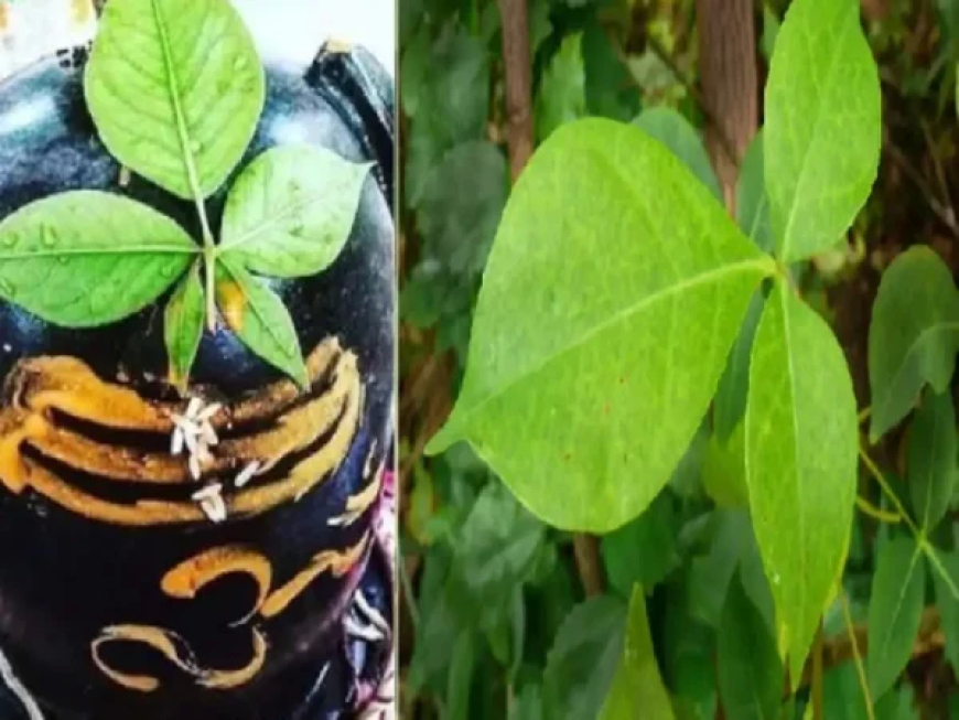 सावन में शिवलिंग पर चढ़ाने के लिए सही बेलपत्र का करें चुनाव, जानें कैसे होने चाहिए बेलपत्र