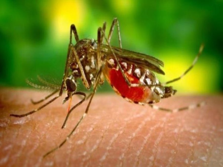 मुख्यमंत्री विष्णु देव साय के नेतृत्व में मलेरिया पर करारा प्रहार