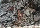 आंध्र प्रदेश के बापटला में बड़ा हादसा : ग्रेनाइट चट्टान खदान मजदूरों पर गिरी, 6 श्रमिकों की मौत,3 घायल