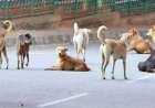 Wandering terror : भारत में 6 करोड़ आवारा कुत्तों का कहर, सुप्रीम कोर्ट ने दिल्ली में दिए शेल्टर के आदेश
