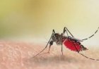 Dengue In Delhi: राजधानी में तेजी से बढ़े डेंगू के मरीज, स्वास्थ्य विभाग की बढ़ी चिंता