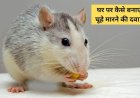 चूहों ने घर में मचाई तबाही? जानिए कैसे आप घर पर ही बना सकते हैं चूहों भगाने की असरदार दवा