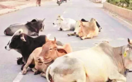 राजनांदगांव में सड़क पर मवेशी छोड़ने वालों पर FIR, 7 मवेशी मालिकों के खिलाफ कार्रवाई