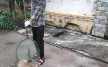 रायपुर में निगम का बड़ा अभियान...आवारा कुत्तों पर निगम की सख्ती, 15 पकड़े गए