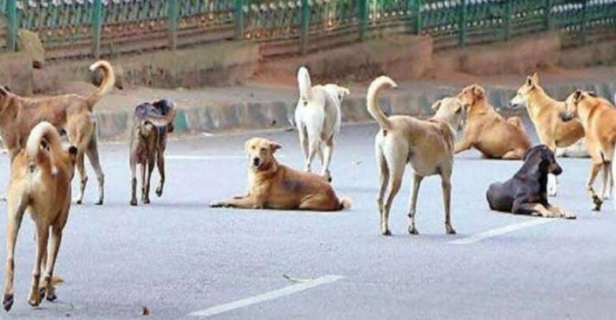 Wandering terror : भारत में 6 करोड़ आवारा कुत्तों का कहर, सुप्रीम कोर्ट ने दिल्ली में दिए शेल्टर के आदेश