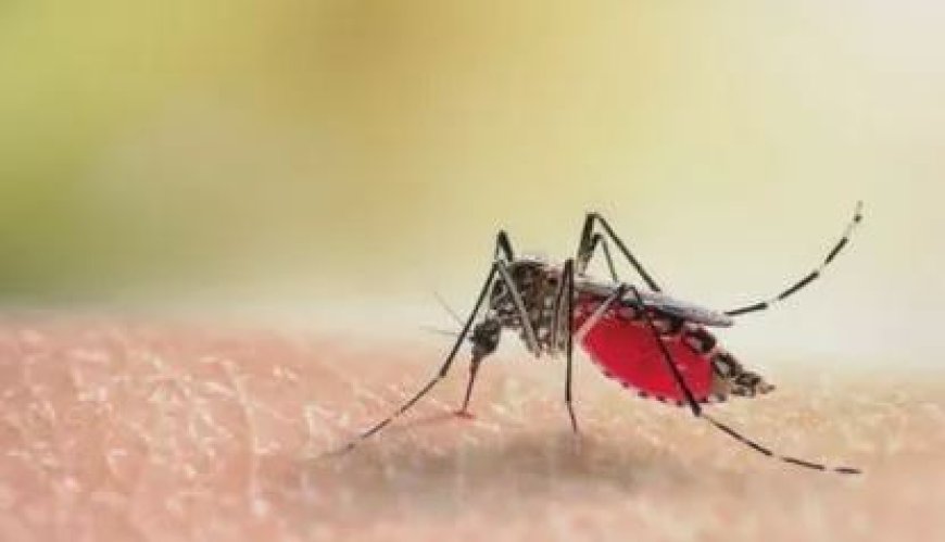 Dengue In Delhi: राजधानी में तेजी से बढ़े डेंगू के मरीज, स्वास्थ्य विभाग की बढ़ी चिंता