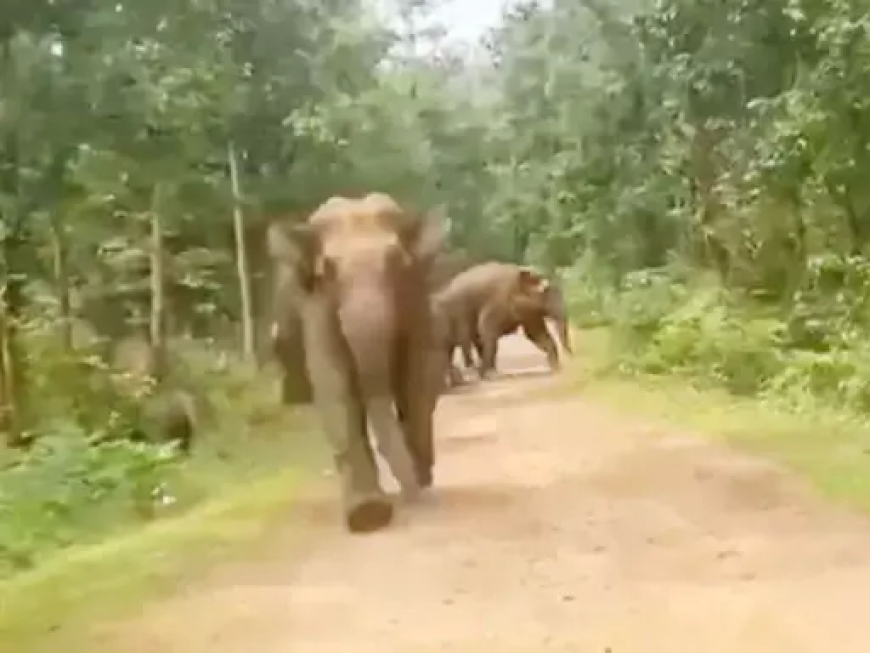 रायगढ़: जंगल से निकला हाथियों का दल, बाइक सवार युवकों को दौड़ाने का वीडियो वायरल