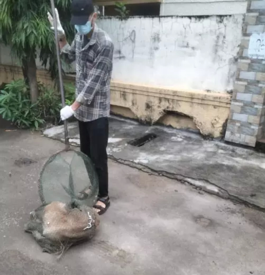 रायपुर में निगम का बड़ा अभियान...आवारा कुत्तों पर निगम की सख्ती, 15 पकड़े गए