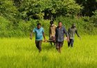 CG : खेत में मिली युवक की लाश, इलाके में फैली दहशत