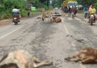 CG : सड़क पर बैठे मवेशियों को अज्ञात वाहन ने मारी टक्कर, 8 गायों की मौत, 2 घायल