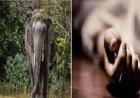 हाथी के हमले से महिला की मौत, ग्रामीणों ने वन विभाग पर जताई नाराजगी