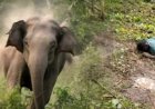 हाथी के हमले से ग्रामीण की मौत, वन विभाग ने दी मदद राशि