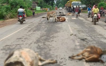 CG : सड़क पर बैठे मवेशियों को अज्ञात वाहन ने मारी टक्कर, 8 गायों की मौत, 2 घायल