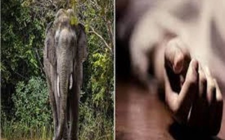हाथी के हमले से महिला की मौत, ग्रामीणों ने वन विभाग पर जताई नाराजगी