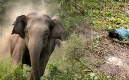 हाथी के हमले से ग्रामीण की मौत, वन विभाग ने दी मदद राशि