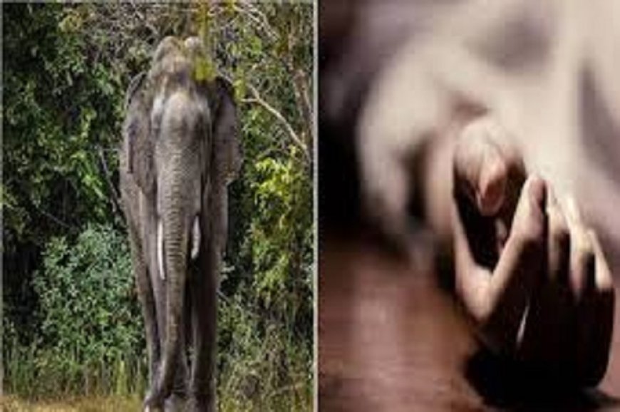 हाथी के हमले से महिला की मौत, ग्रामीणों ने वन विभाग पर जताई नाराजगी