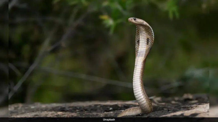 सांप के काटने से परिवार पर आई दुखों की मार...पिता-पुत्र की मौत, तीसरा की हालत गंभीर