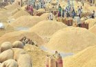 15 नवंबर से होगी धान खरीदी, 160 लाख मीट्रिक टन खरीदी का टारगेट