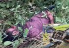 बिलासपुर NH हादसा: युवक की लाश और क्षतिग्रस्त बाइक बरामद