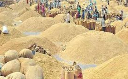 15 नवंबर से होगी धान खरीदी, 160 लाख मीट्रिक टन खरीदी का टारगेट