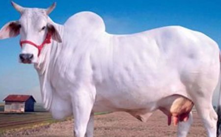 छत्तीसगढ़ में गाय को राजमाता बनाने पर साय सरकार का बड़ा विचार