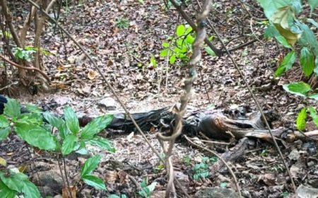 ब्रेकिंग न्यूज।खूँटाघाट जलाशय में मिली महिला की अधजली लाश