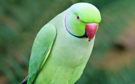 तोते के विवाद में भाइयों में खूनी जंग, डंडे से पीटकर किया घायल