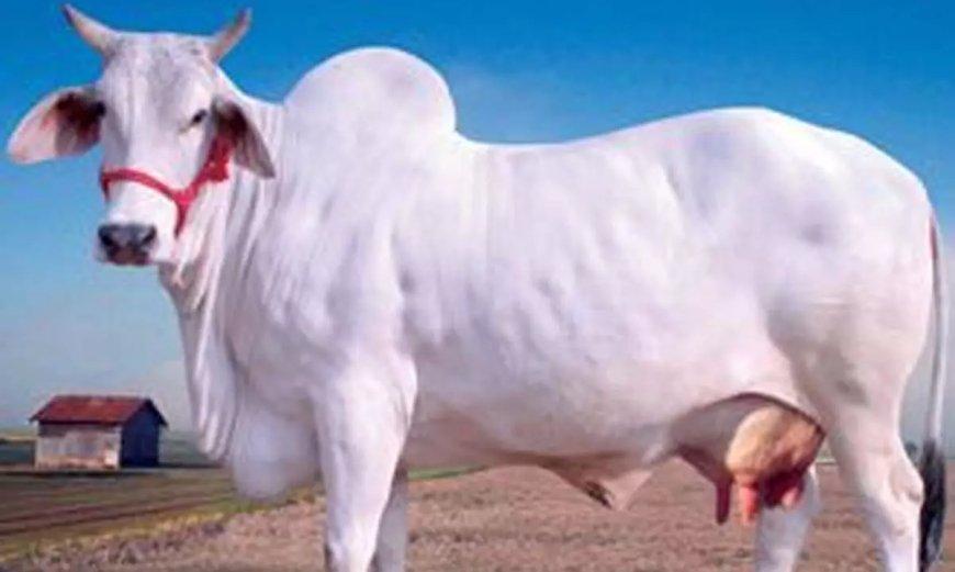 छत्तीसगढ़ में गाय को राजमाता बनाने पर साय सरकार का बड़ा विचार