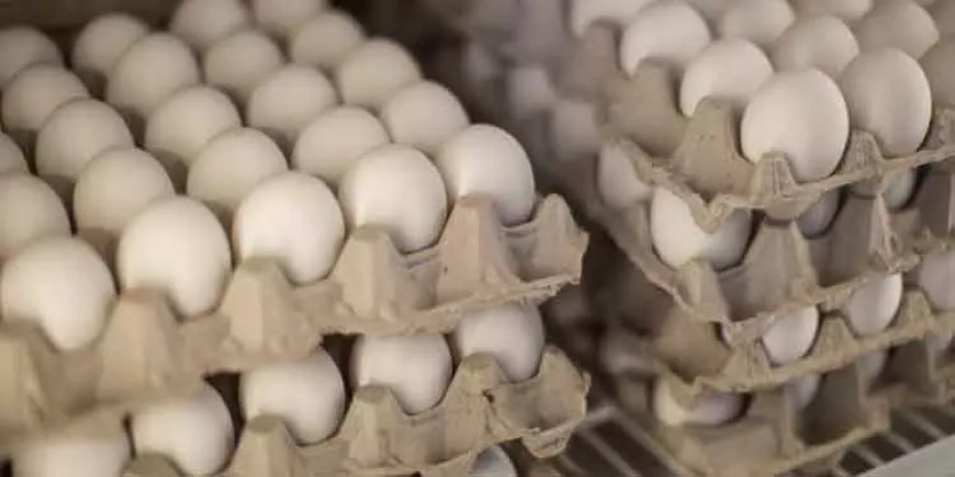 ओडिशा बनेगा अंडा उत्पादन का प्रमुख केंद्र: मंत्री गोकुलानंद मल्लिक