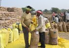 अब तक 28031 मीट्रिक टन धान की खरीदी