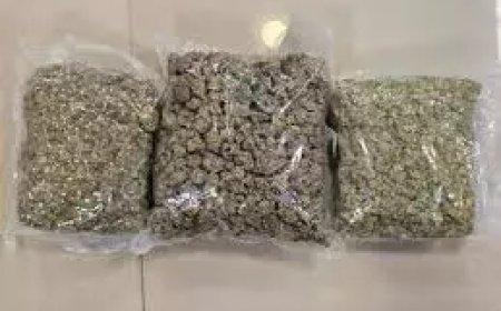 मुंबई एयरपोर्ट पर DRI की बड़ी कार्रवाई, 42 किलो हाइड्रोपोनिक वीड जब्त, पढ़ें पूरी खबर