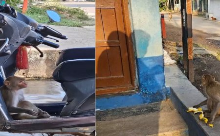 जशपुर में बंदर का आतंक: तीन दिनों में दो दर्जन से ज्यादा लोग घायल, गांव में दहशत