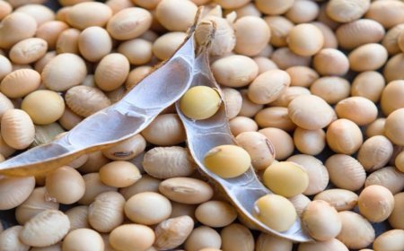 मध्य प्रदेश में भावांतर योजना: सोयाबीन की खरीदी और मॉडल रेट अपडेट