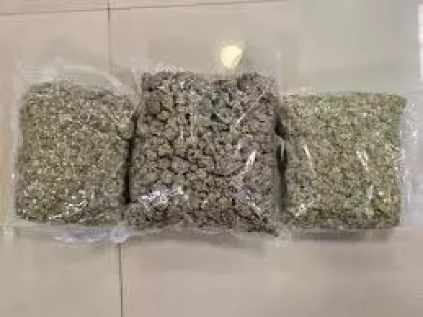 मुंबई एयरपोर्ट पर DRI की बड़ी कार्रवाई, 42 किलो हाइड्रोपोनिक वीड जब्त, पढ़ें पूरी खबर