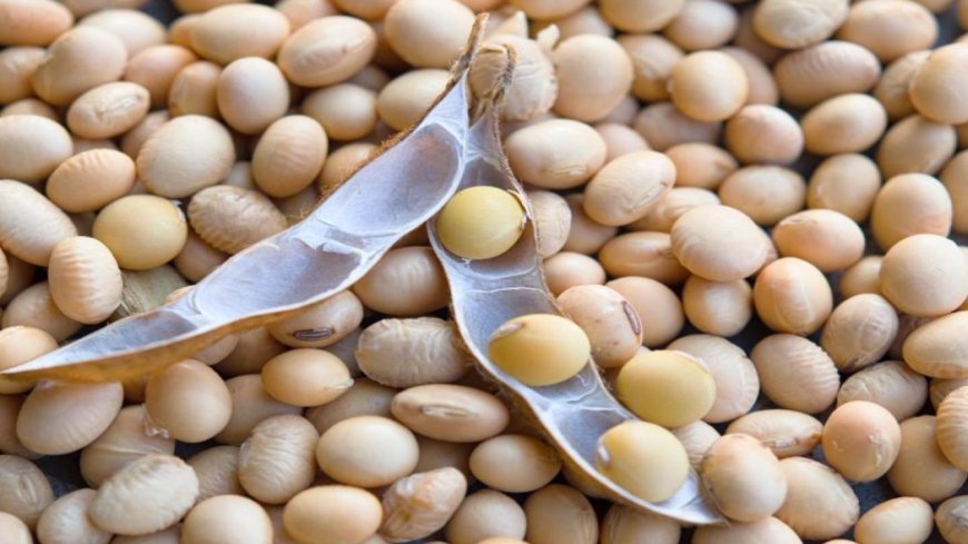 मध्य प्रदेश में भावांतर योजना: सोयाबीन की खरीदी और मॉडल रेट अपडेट