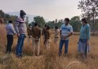 ग्राम पंचायत औराई के पास खेत में मिली अज्ञात व्यक्ति की अधजली लाश,क्षेत्र में मचा हड़कंप
