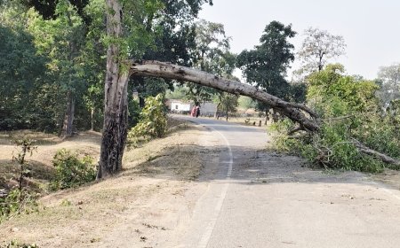 अदराली के पास मुख्य सड़क पर झुका पेड़— हरदीबाजार कोरबा -सीपत बिलासपुर मार्ग के यात्रियों को परेशानियाँ बढ़ीं