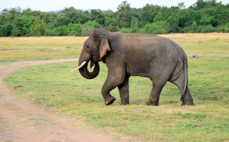 पोटापानी में लोनर हाथी की दहशत,आसपास के गांवों में अलर्ट जारी