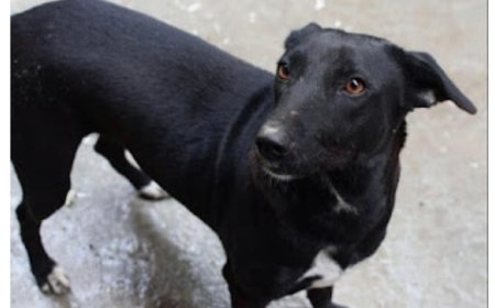 कटाईनार कालोनी में कुत्ते का आतंक, ग्रामीणों में दहशत