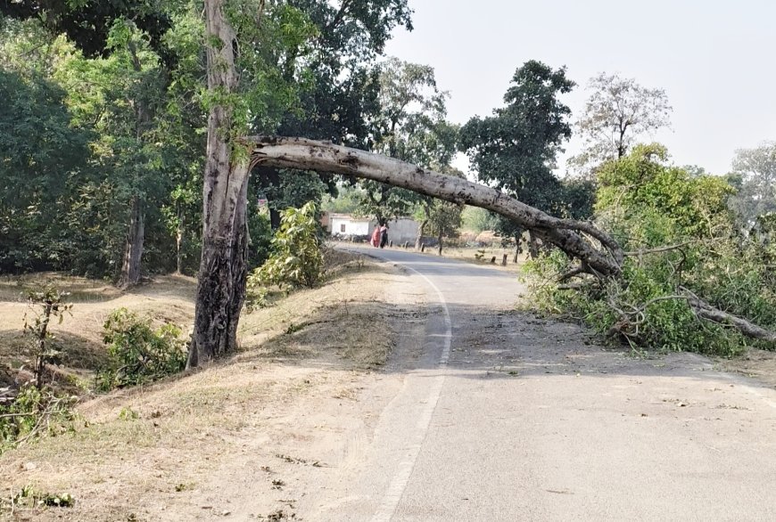 अदराली के पास मुख्य सड़क पर झुका पेड़— हरदीबाजार कोरबा -सीपत बिलासपुर मार्ग के यात्रियों को परेशानियाँ बढ़ीं