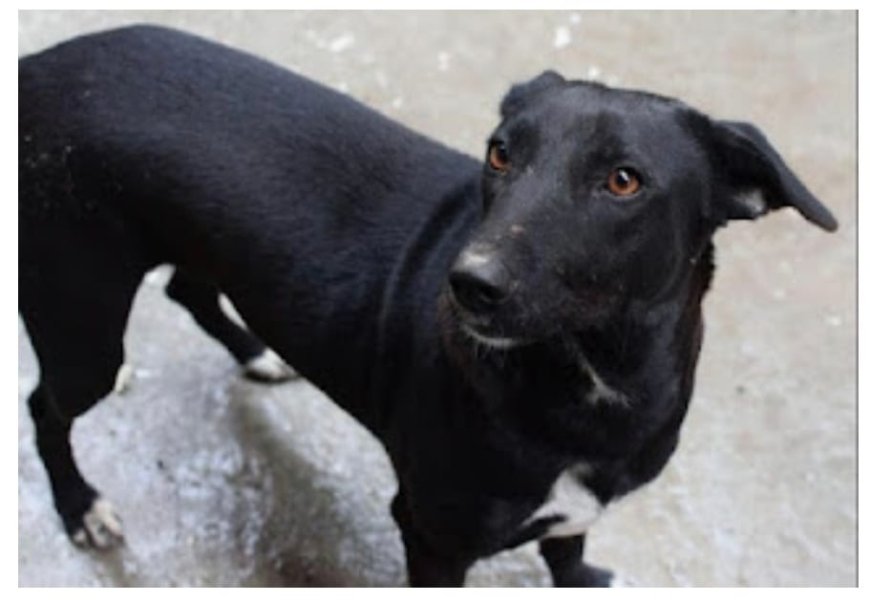 कटाईनार कालोनी में कुत्ते का आतंक, ग्रामीणों में दहशत